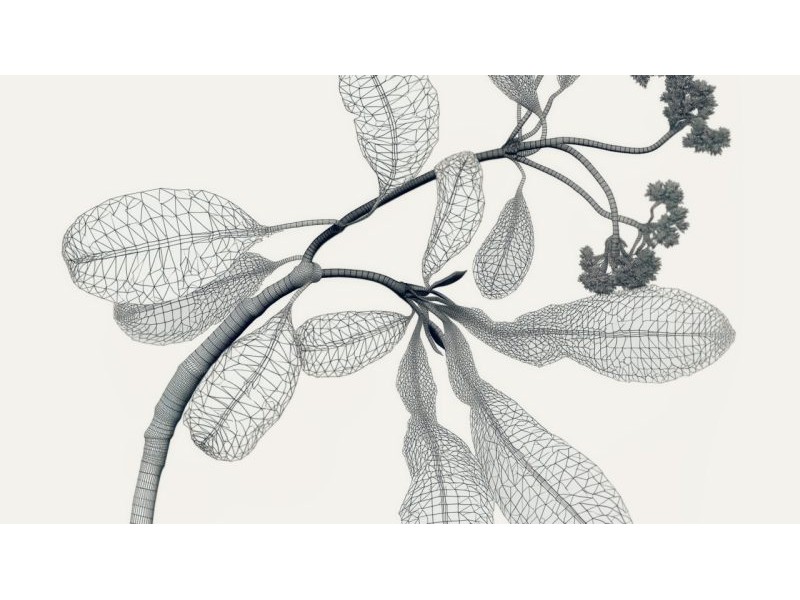 Africa’s Ghost Plants: Why Scientists Are Digitizing Centuries of Botanical History | Atmos