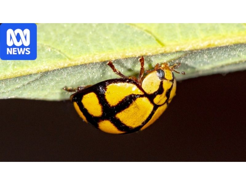 Scutter or flutter? Who wins your vote for the 2026 ABC Australian Insect of the Year? - ABC News