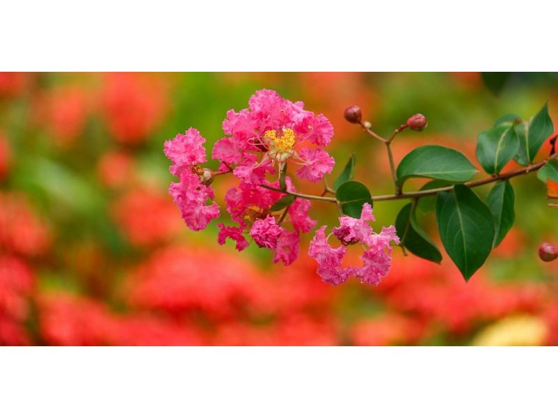 A botanist weighs in on our love-hate relationship with crepe myrtles