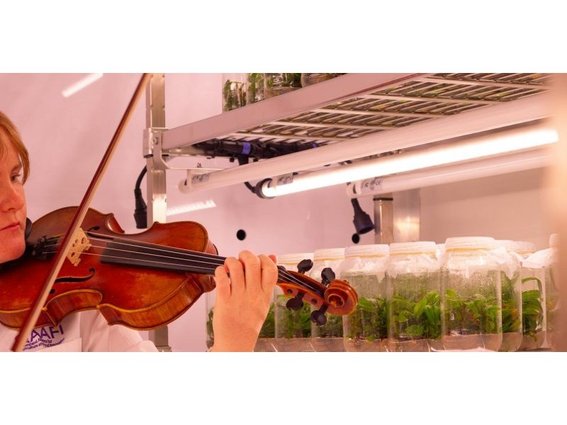 Curious Kids: does music affect how plants grow?