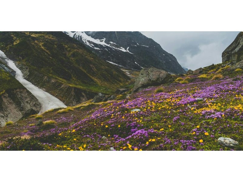 Why are there so many plants? New research reveals two key phases in Earth’s past