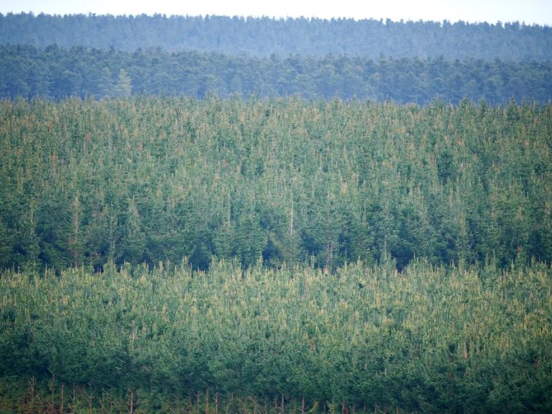 Decisive action against Giant Pine Scale