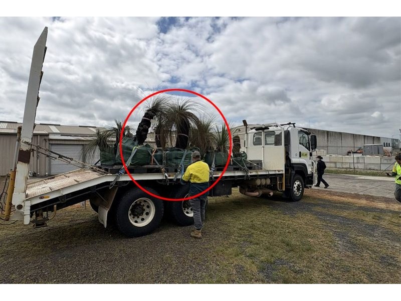 Aussie plant nursery risks $125,000 fine after illegal ‘decades-old’ discovery – Yahoo News Australia