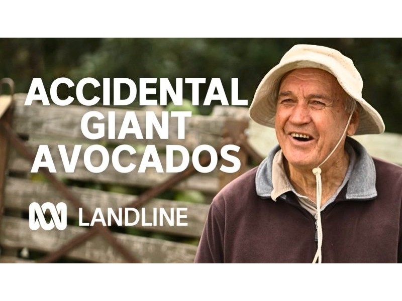 These avos are huge – and last longer too | Landline – YouTube