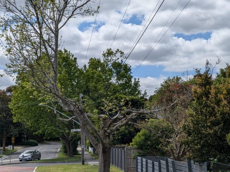Powerline Clearing in Victoria: An Interview with Dr Greg Moore | Trust Advocate