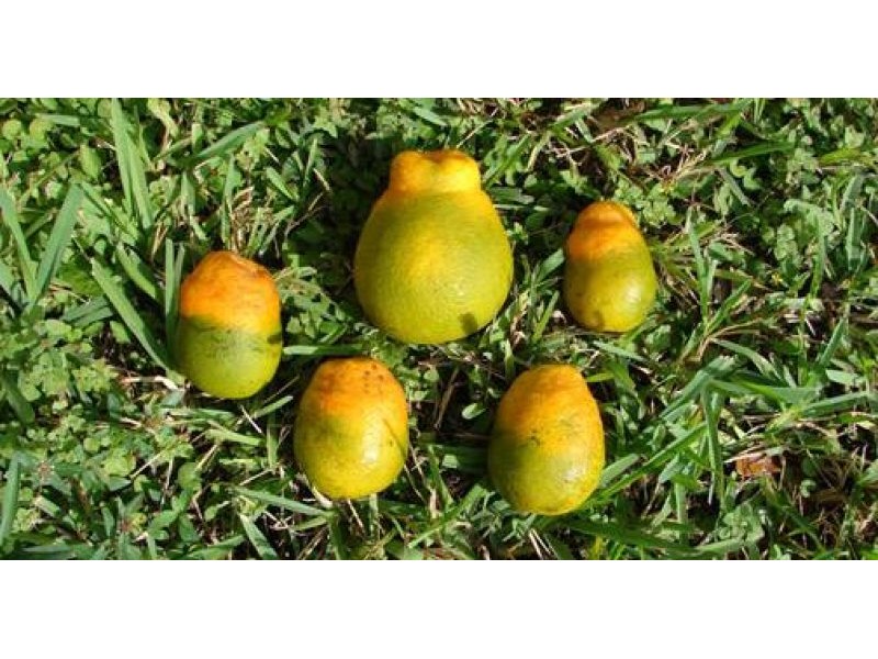 Australian citrus biosecurity trials new vaccine against HLB | Good Fruit & Vegetables | QLD