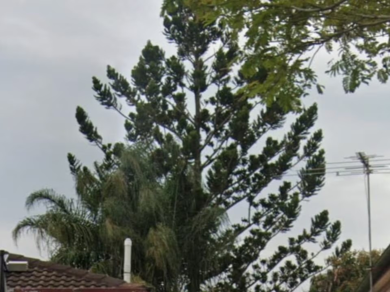 Man forced to foot bill to save neighbour’s ‘stressed’ tree