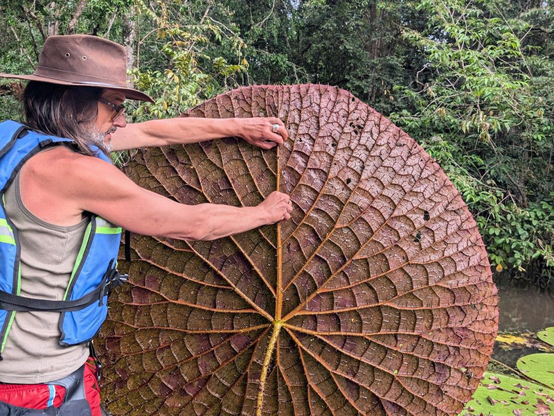 New giant waterlily gets a name